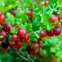 Hinnonmaki Red Gooseberry