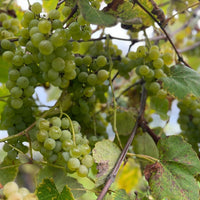Seedless Himrod grape clusters growing under full sun with vibrant foliage