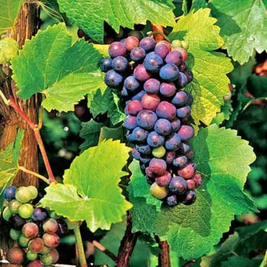 Pinot Noir Grape