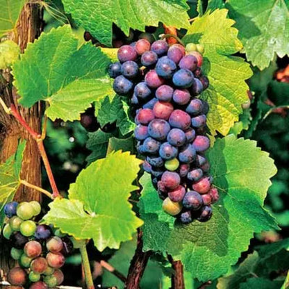 Pinot Noir Grape