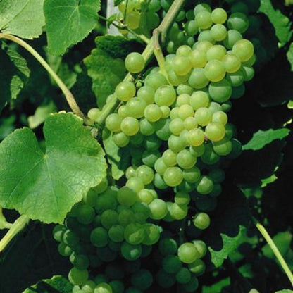 Lakemont Seedless Grape Vines