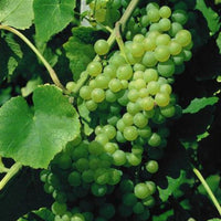 Lakemont Seedless Grape Vine