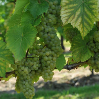 Seyval Blanc grape vine trained along garden support
