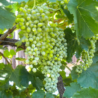 White seedless table grapes on grape vine