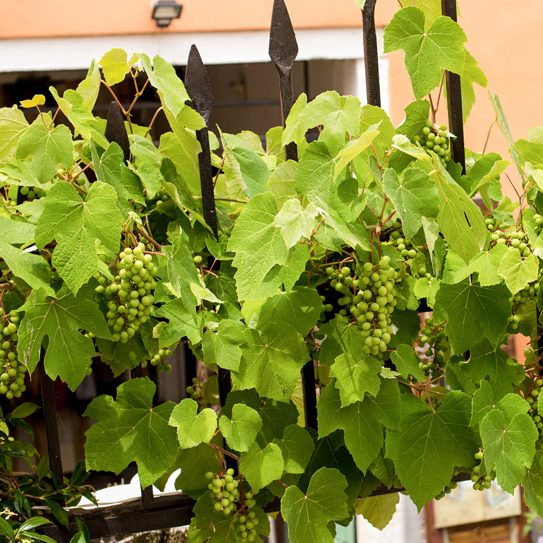Niagara Grape Vine Shrub
