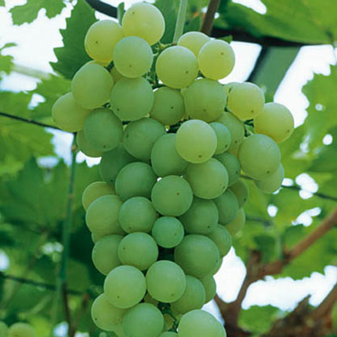 Himrod Seedless Grapes