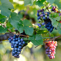 Champanelle Grape Vine