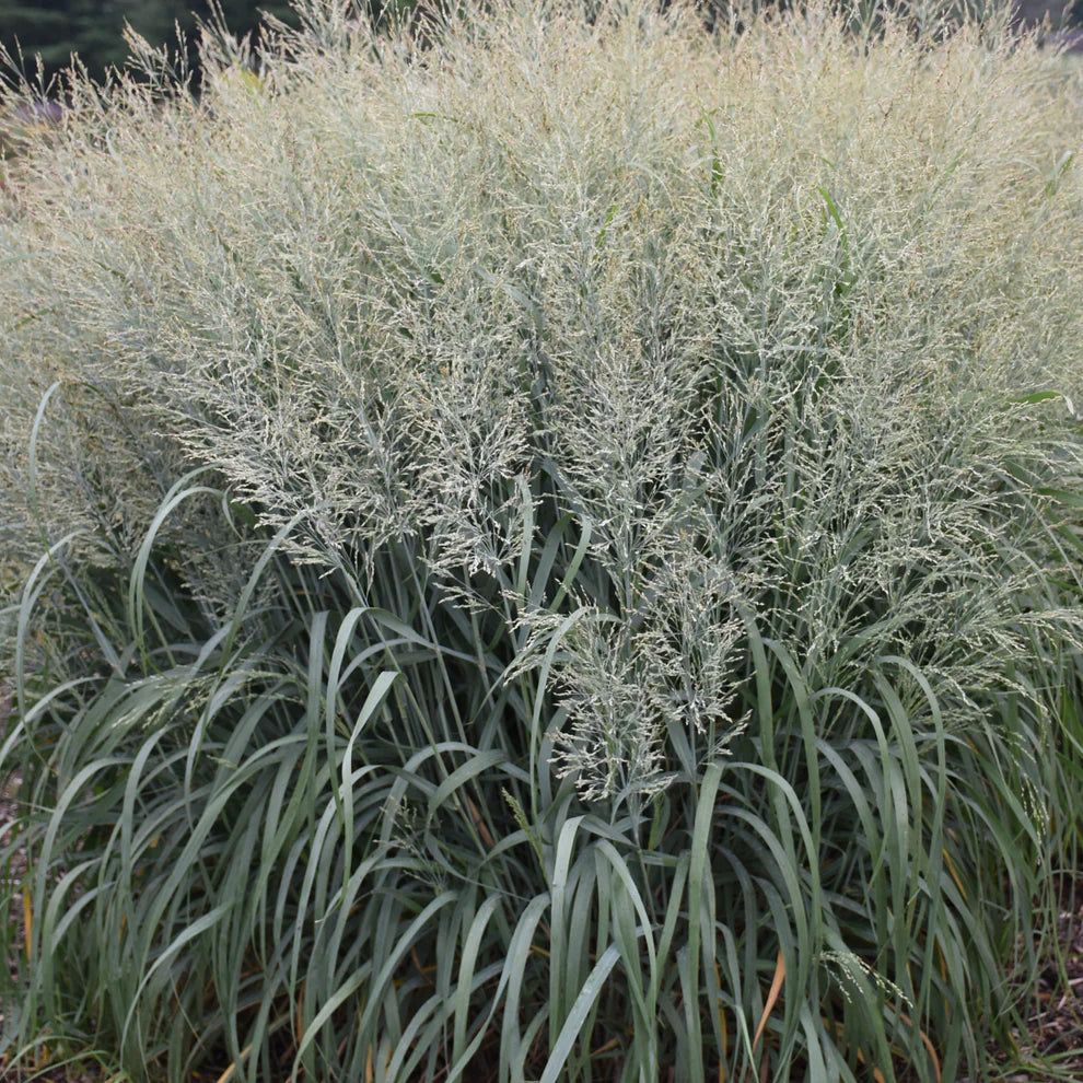 Grass: Panicum v. Prairie Winds &