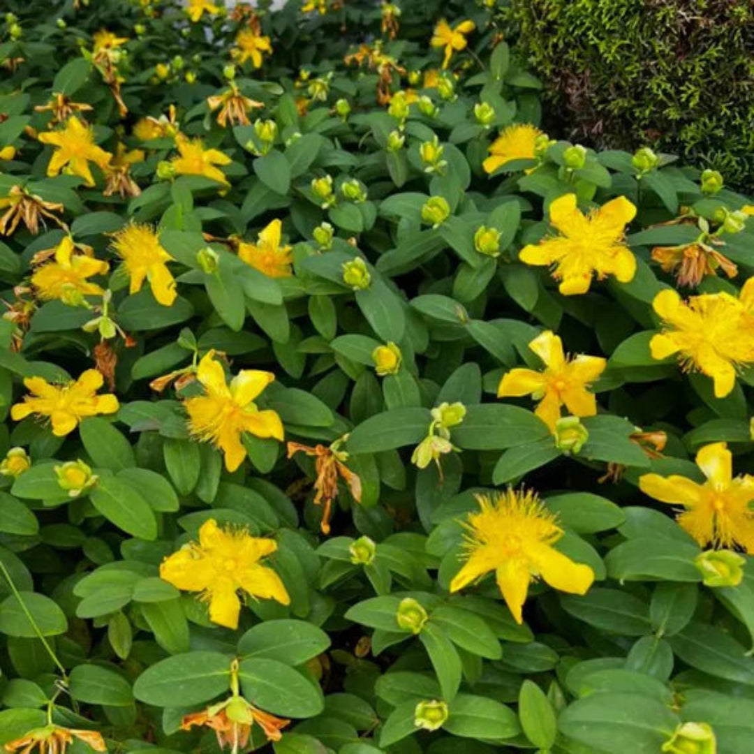 Hypericum Calycinum St. John&