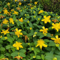 Hypericum Calycinum St. John'S Wort - [CG]
