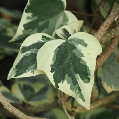 Hedera Algeriensis &
