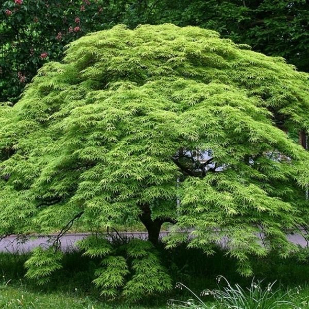 Green Cascade Japanese Maple
