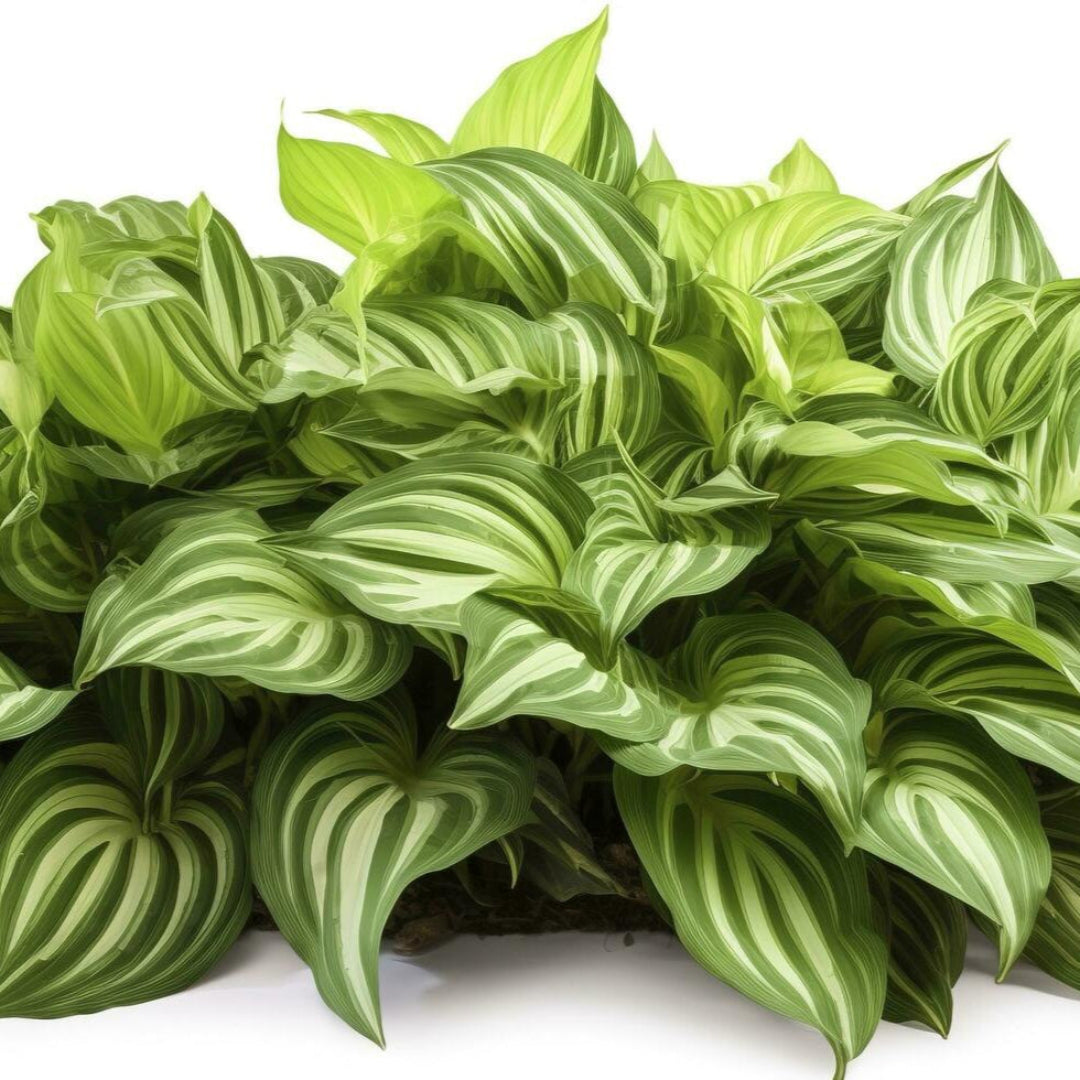Golden Centered Leaves with Irregular Dark Green Margins