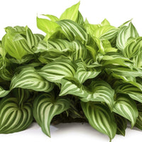 Golden Centered Leaves with Irregular Dark Green Margins
