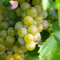 Interlaken Seedless Green Table Grape Vine