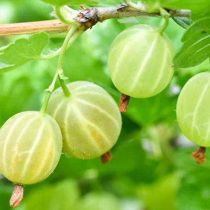 Pixwell Gooseberry Tree