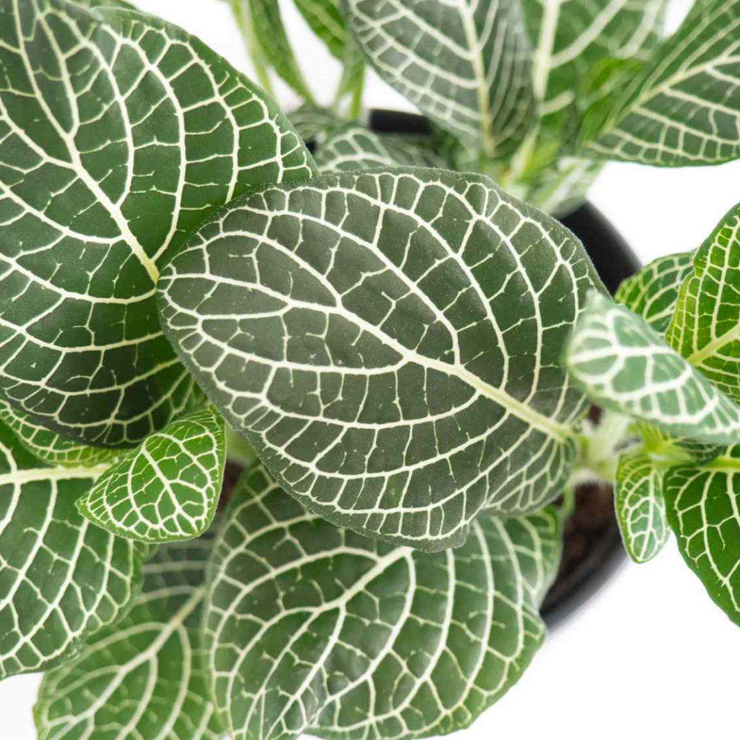 Fittonia albivenis  &