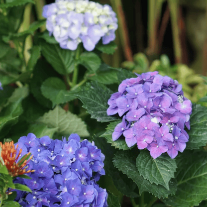 The Original Endless Summer Hydrangea flowering shrub