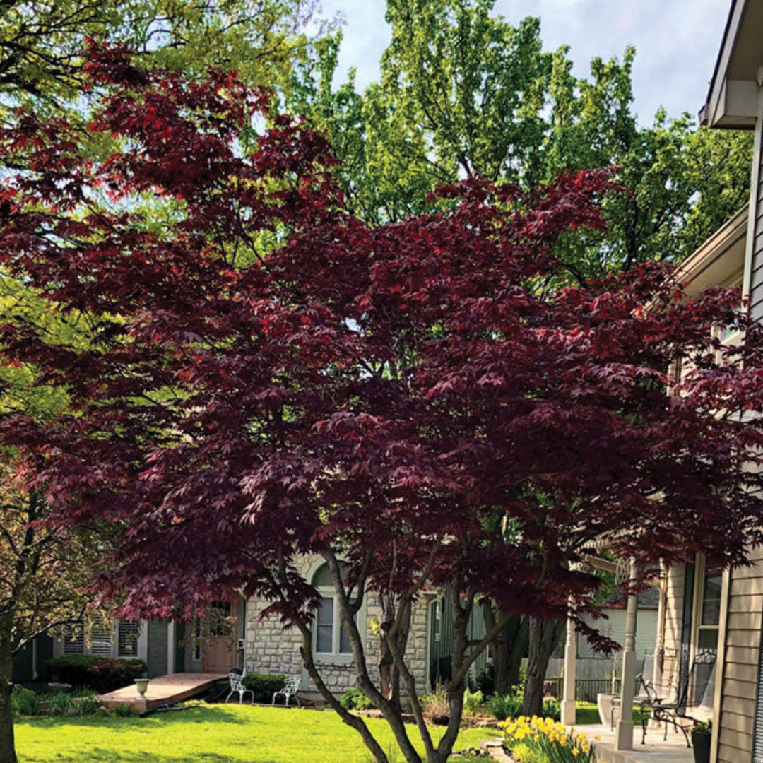 Beni Shi En Japanese Maple