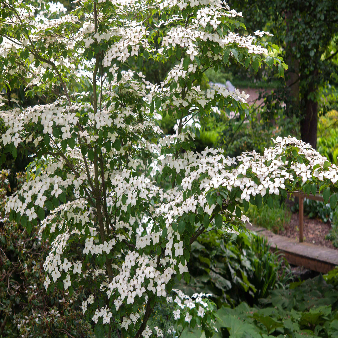 Greensleeves Kousa Dogwood Tree