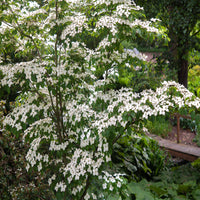 White flowering Kousa Dogwood growing outdoors
