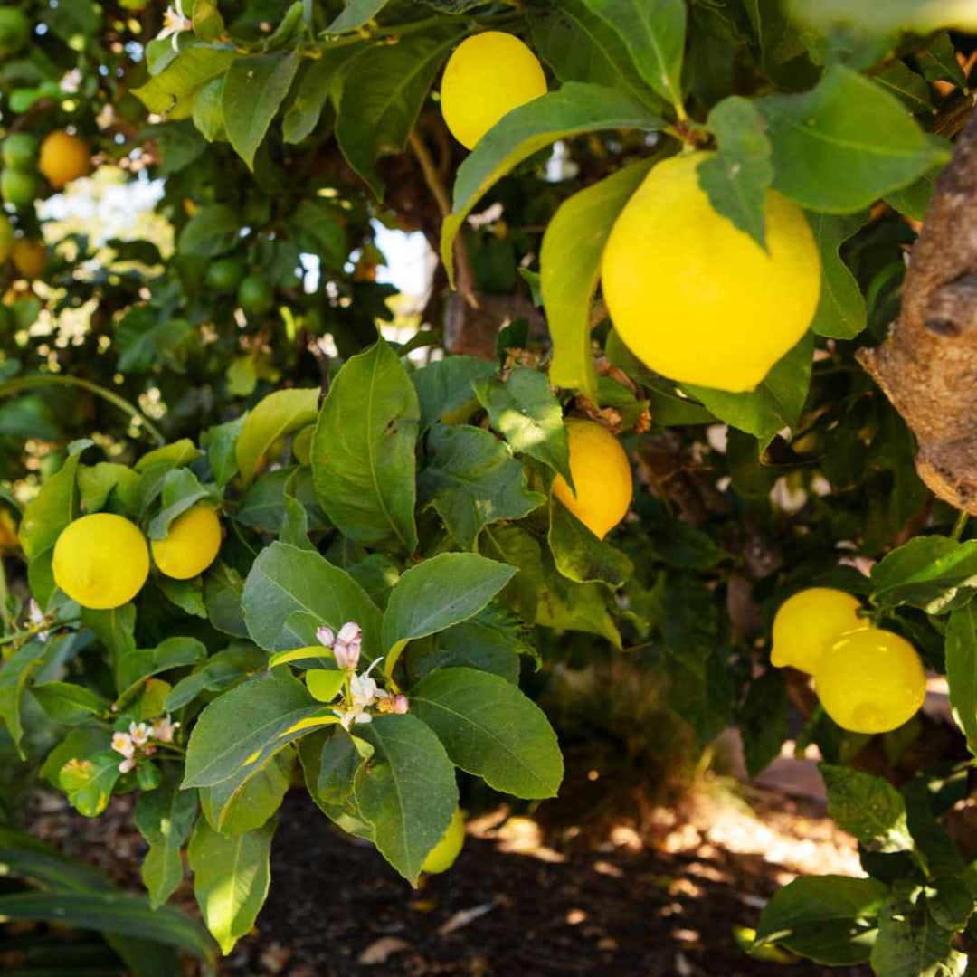 Meyer Lemon Tree