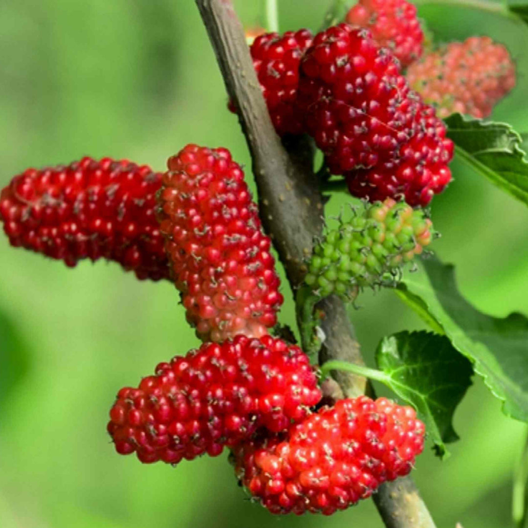 Mulberry Tree-Easy-To-Grow