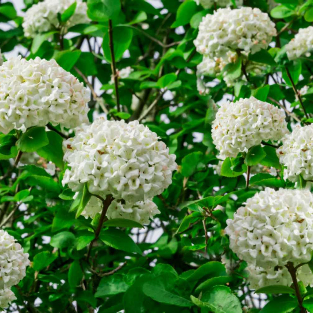 Shakaz Viburnum Shrub