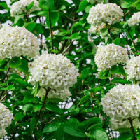 Growing Shakaz Viburnum Shrub in Garden with Healthy Green Foliage