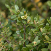 Winter Gem Boxwood