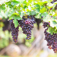 Sunbelt Grape Vine Shrub