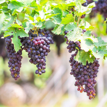 Champanelle Grape Vine