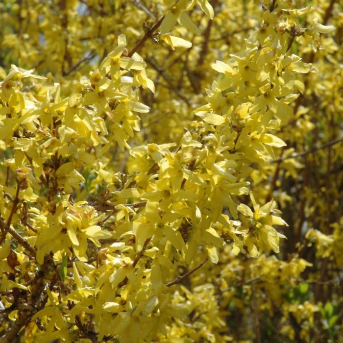 Spring Glory Yellow Forsythia Shrub