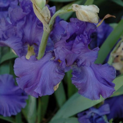 Iris germanica &