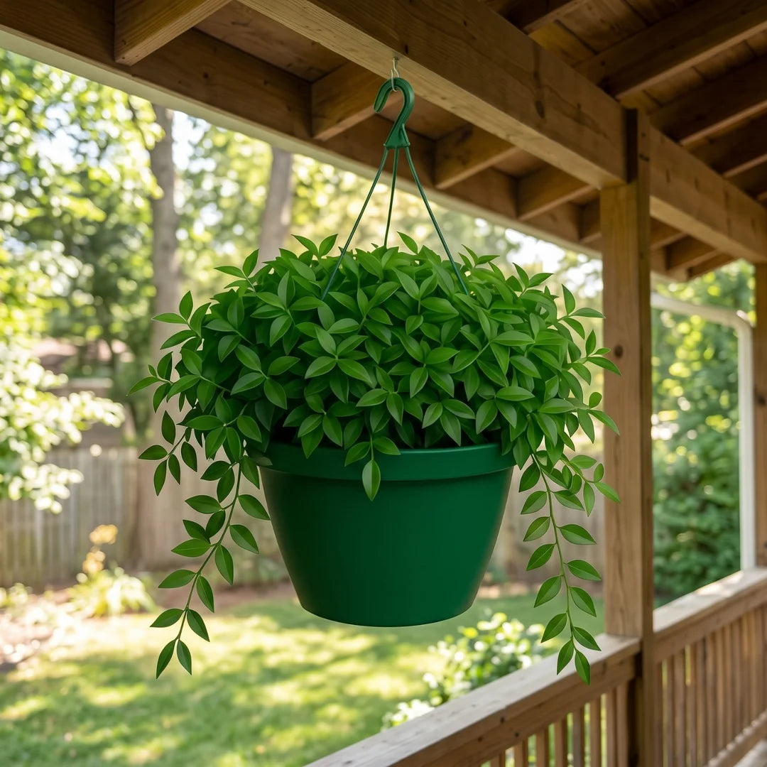 Asiatic Jasmine Hanging Basket (Live Plant)
