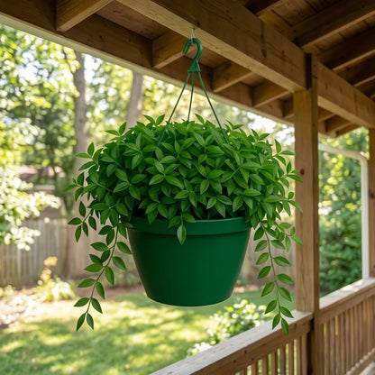 Asiatic Jasmine Hanging Basket (Live Plant)