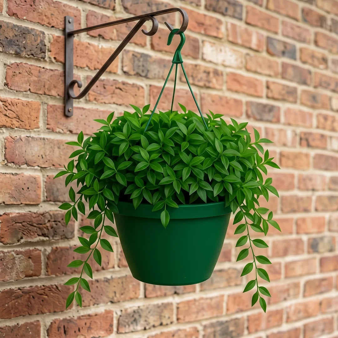 Asiatic Jasmine Hanging Basket (Live Plant)