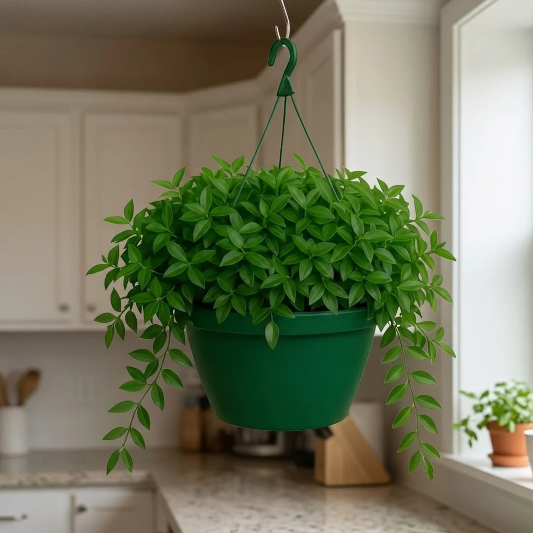 Asiatic Jasmine Hanging Basket (Live Plant)