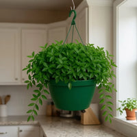 Asiatic Jasmine Hanging Basket (Live Plant)