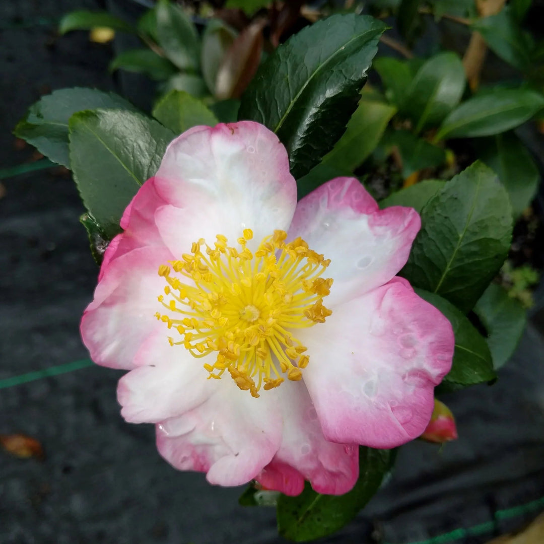 Hana Jiman Camellia