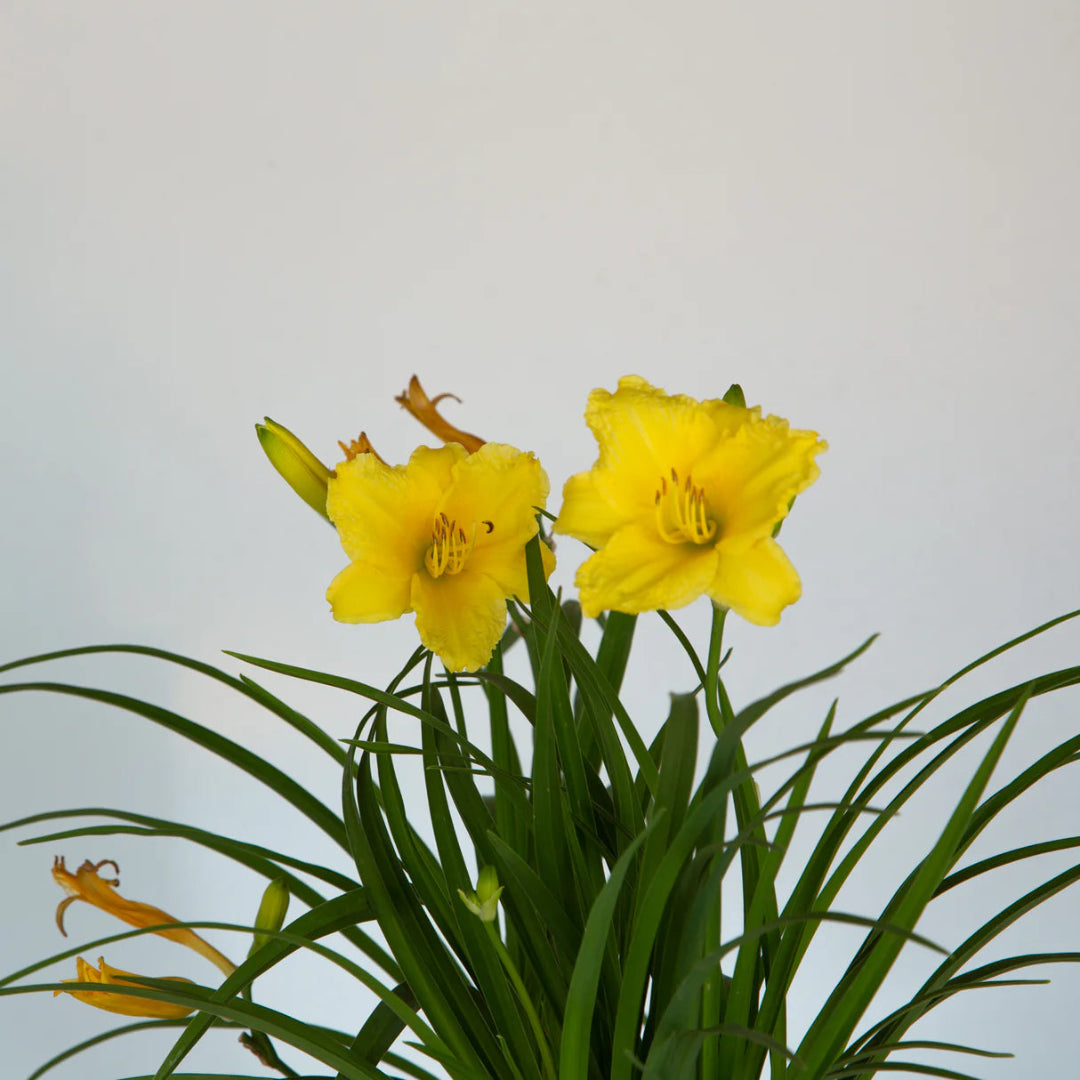 Happy Returns Daylily