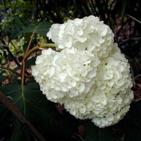 Proven Winners Gatsby Moon Hydrangea close-up of textured white blooms