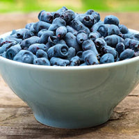 Berry Blue haskap berries growing on a productive honeyberry plant during early season harvest