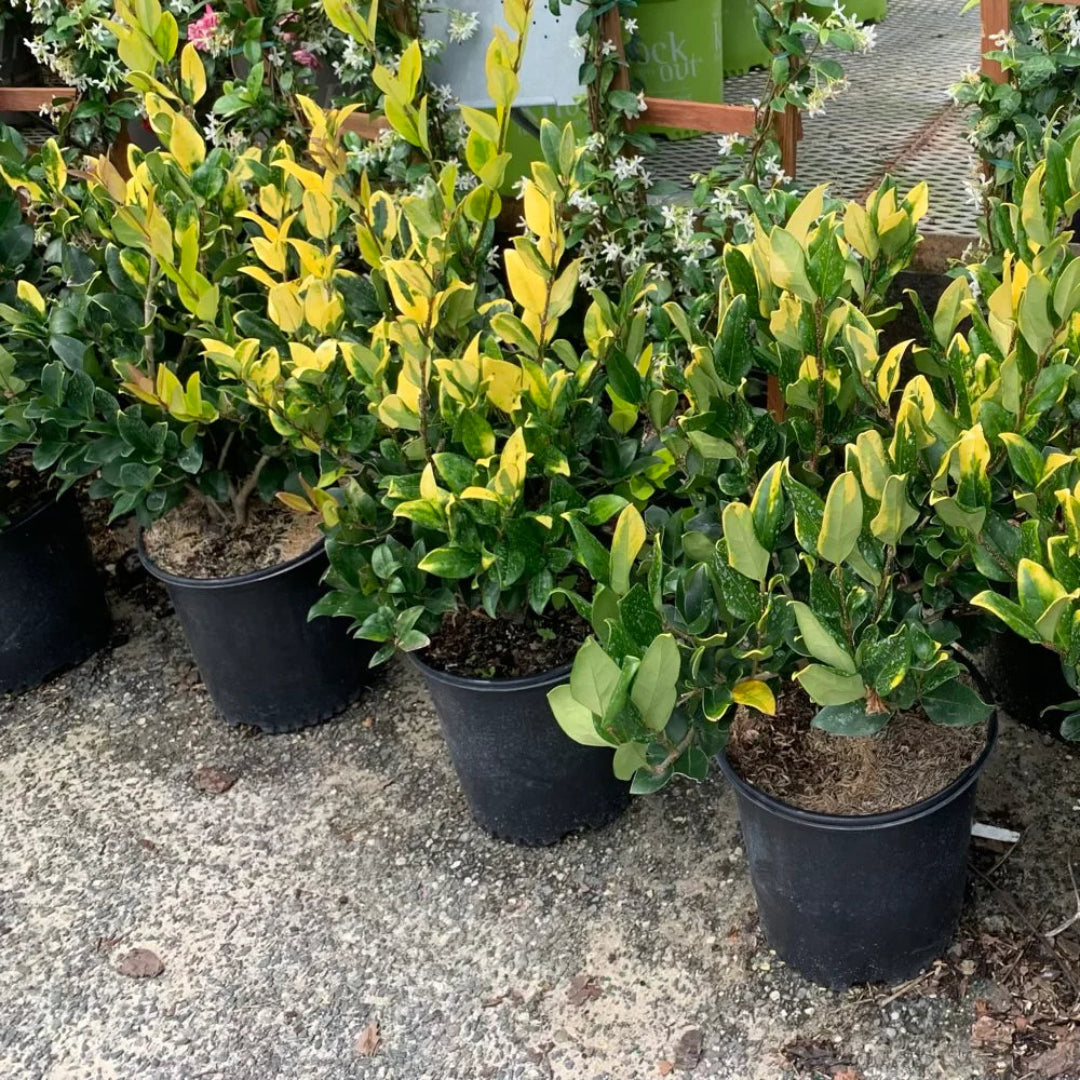 Ligustrum Howardi