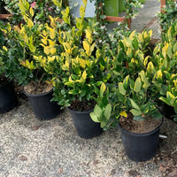 Ligustrum Howardi