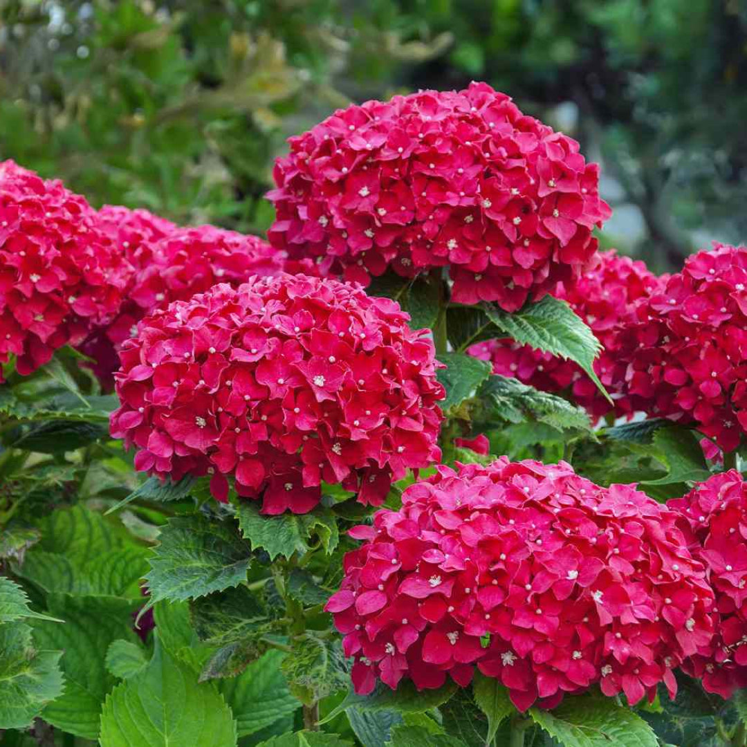Hydrangea heart throb