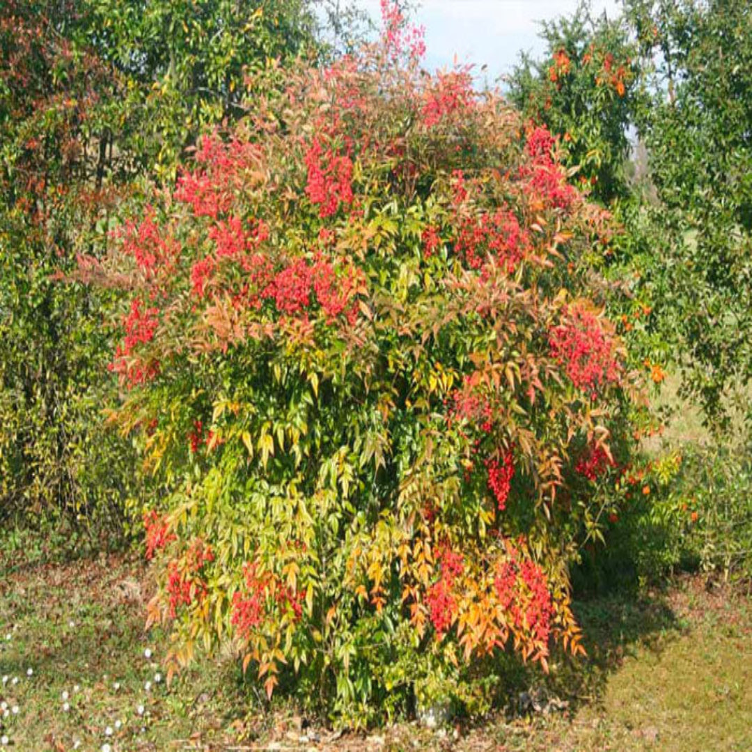 Domestica Compacta Nandina