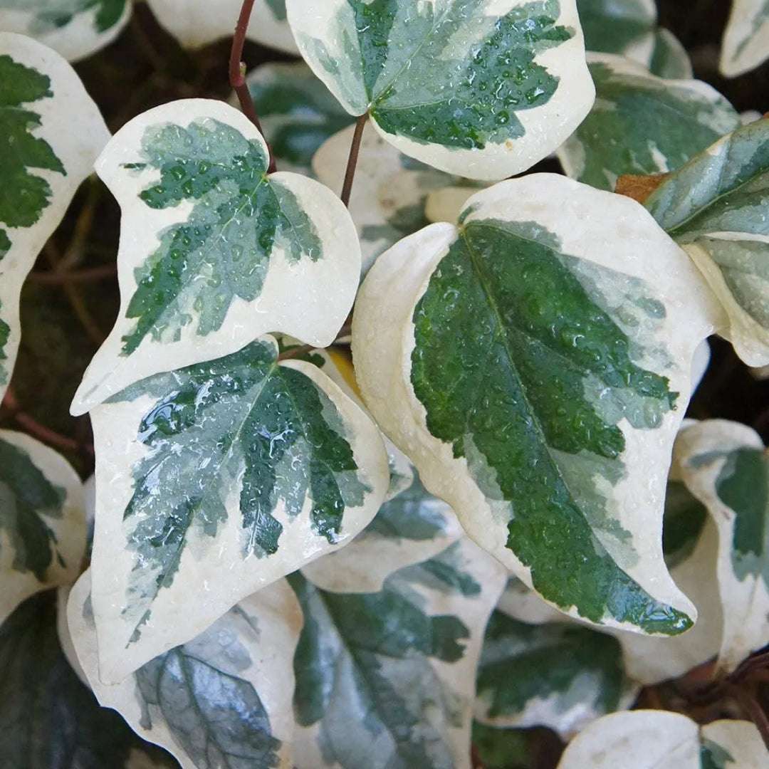 Hedera Algeriensis 'Gloire De Marengo Ivy' buy online plants and trees at  pixies Gardens