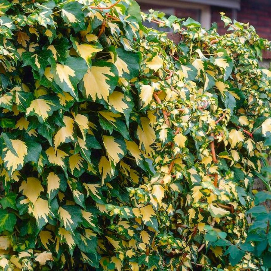 Hedera helix &