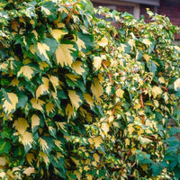 Hedera helix 'Ingelise' Variegated Needlepoint Ivy 10 Count Flat of 4" Pots